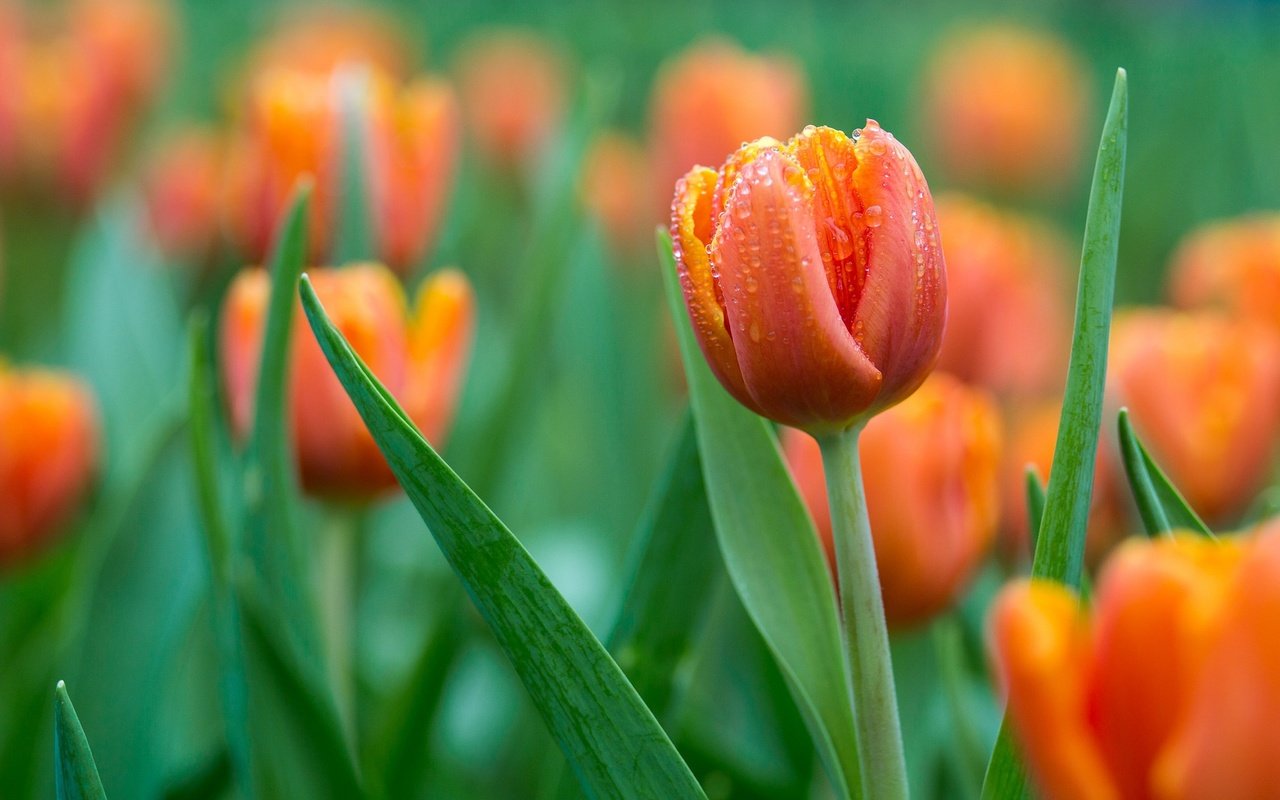 Обои цветы, бутоны, капли, весна, тюльпаны, оранжевые, flowers, buds, drops, spring, tulips, orange разрешение 2048x1369 Загрузить