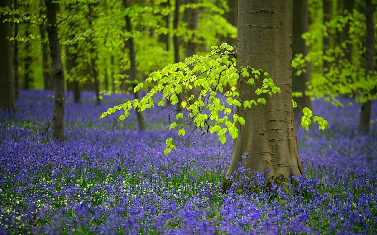 Обои цветы, деревья, лес, весна, колокольчики, бельгия, flowers, trees, forest, spring, bells, belgium разрешение 2048x1212 Загрузить