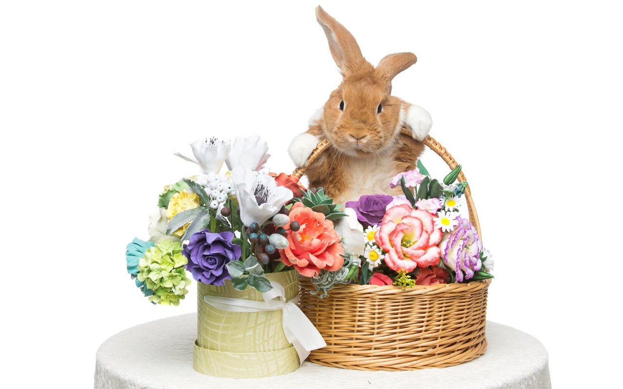 Обои цветы, корзина, кролик, пасха, flowers, basket, rabbit, easter разрешение 5544x3696 Загрузить