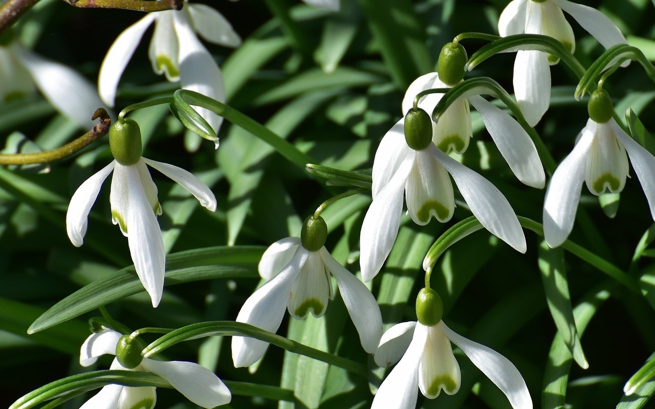 Обои цветы, природа, весна, подснежники, flowers, nature, spring, snowdrops разрешение 4354x2496 Загрузить