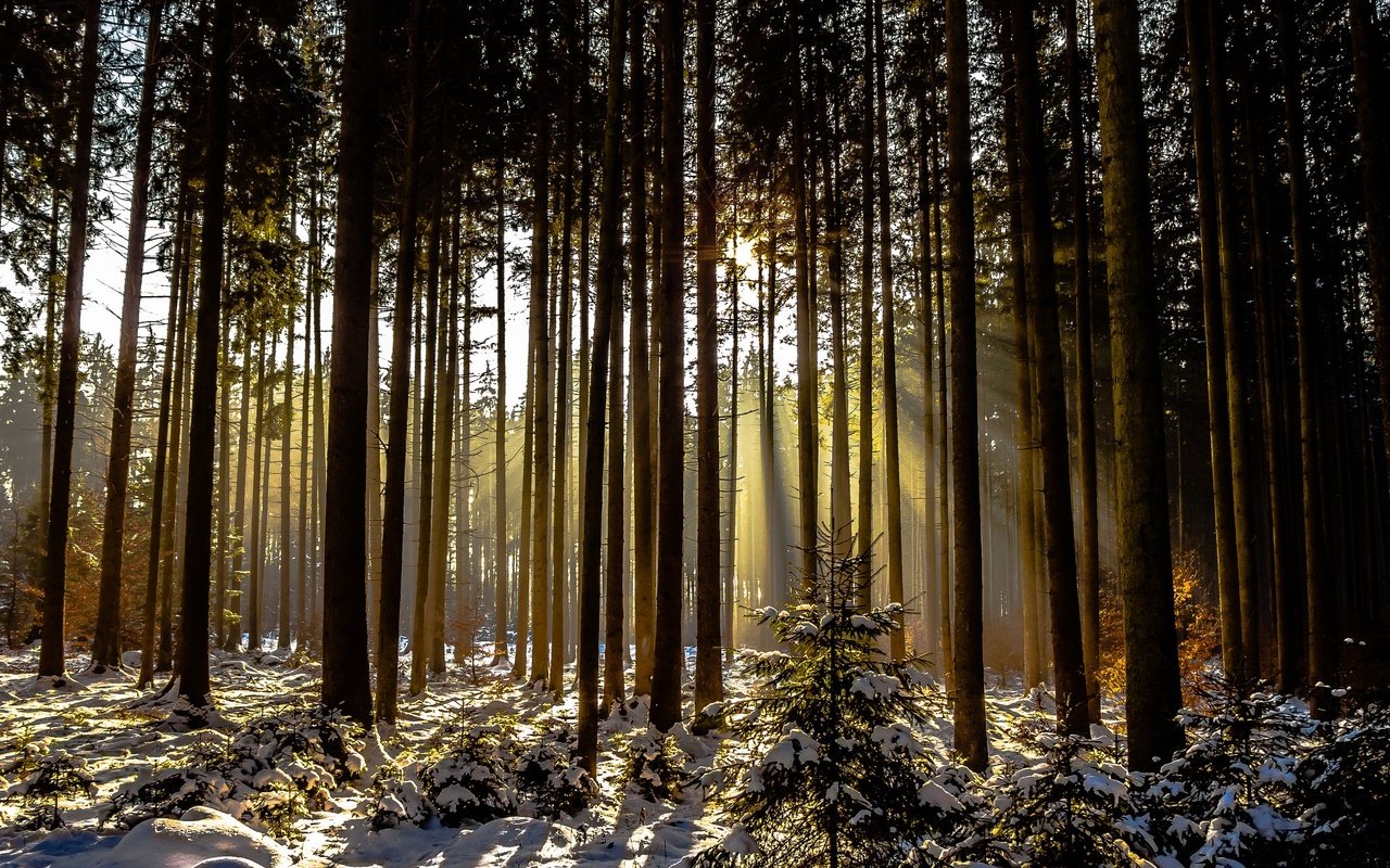 Обои деревья, снег, лес, зима, солнечный свет, trees, snow, forest, winter, sunlight разрешение 2048x1366 Загрузить