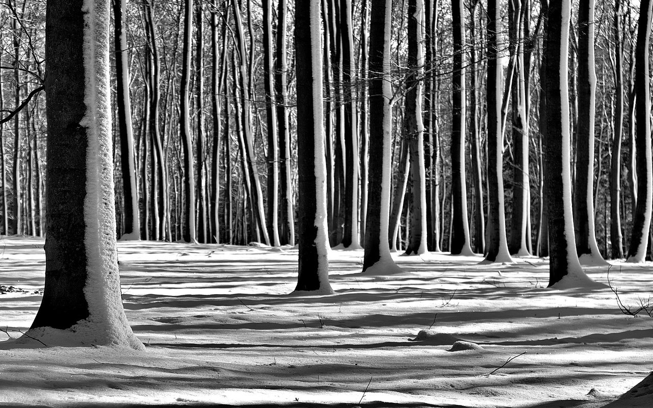 Обои деревья, снег, лес, зима, чёрно-белое, trees, snow, forest, winter, black and white разрешение 2560x1696 Загрузить