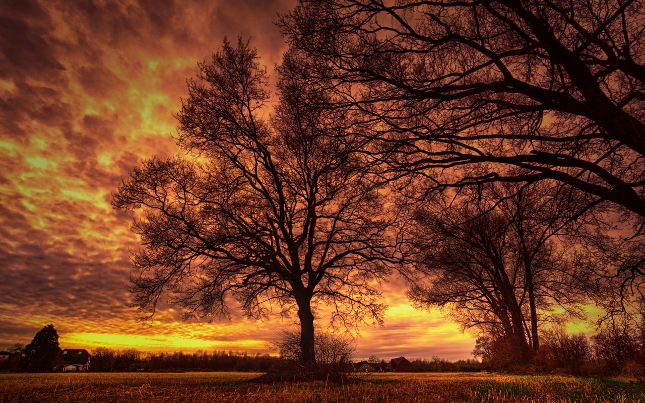 Обои небо, облака, деревья, вечер, ветки, силуэт, зарево, the sky, clouds, trees, the evening, branches, silhouette, glow разрешение 2048x1364 Загрузить