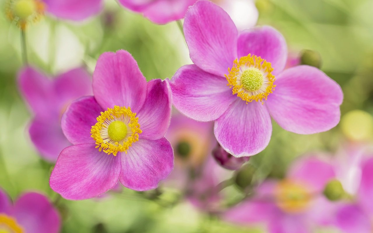 Обои цветы, лепестки, розовые, боке, анемоны, flowers, petals, pink, bokeh, anemones разрешение 1920x1279 Загрузить