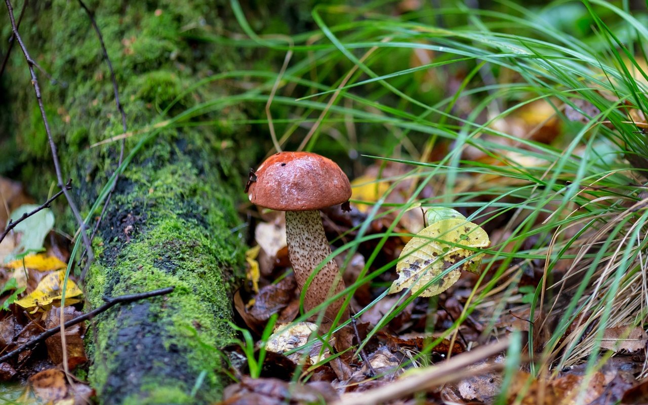 Обои трава, природа, листья, осень, гриб, мох, подосиновик, grass, nature, leaves, autumn, mushroom, moss, boletus разрешение 2400x1600 Загрузить