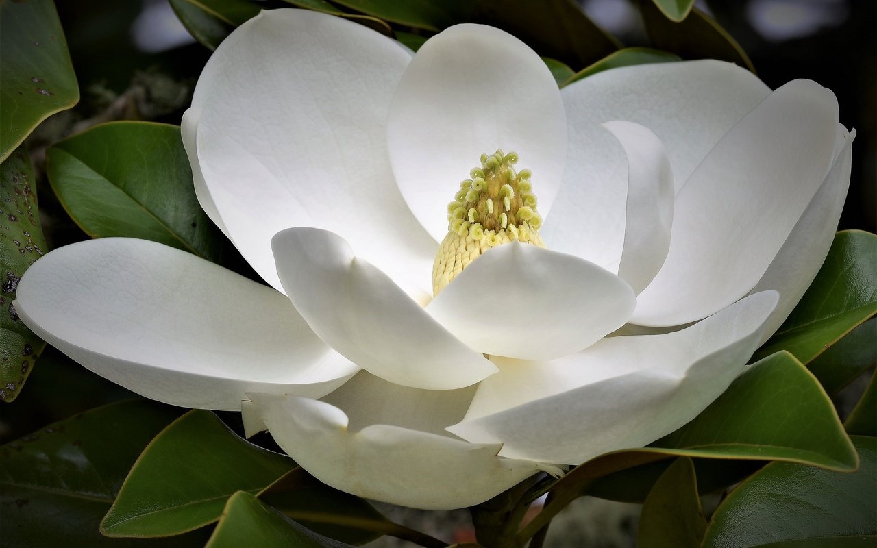 Обои макро, цветок, белая, магнолия, macro, flower, white, magnolia разрешение 2048x1365 Загрузить
