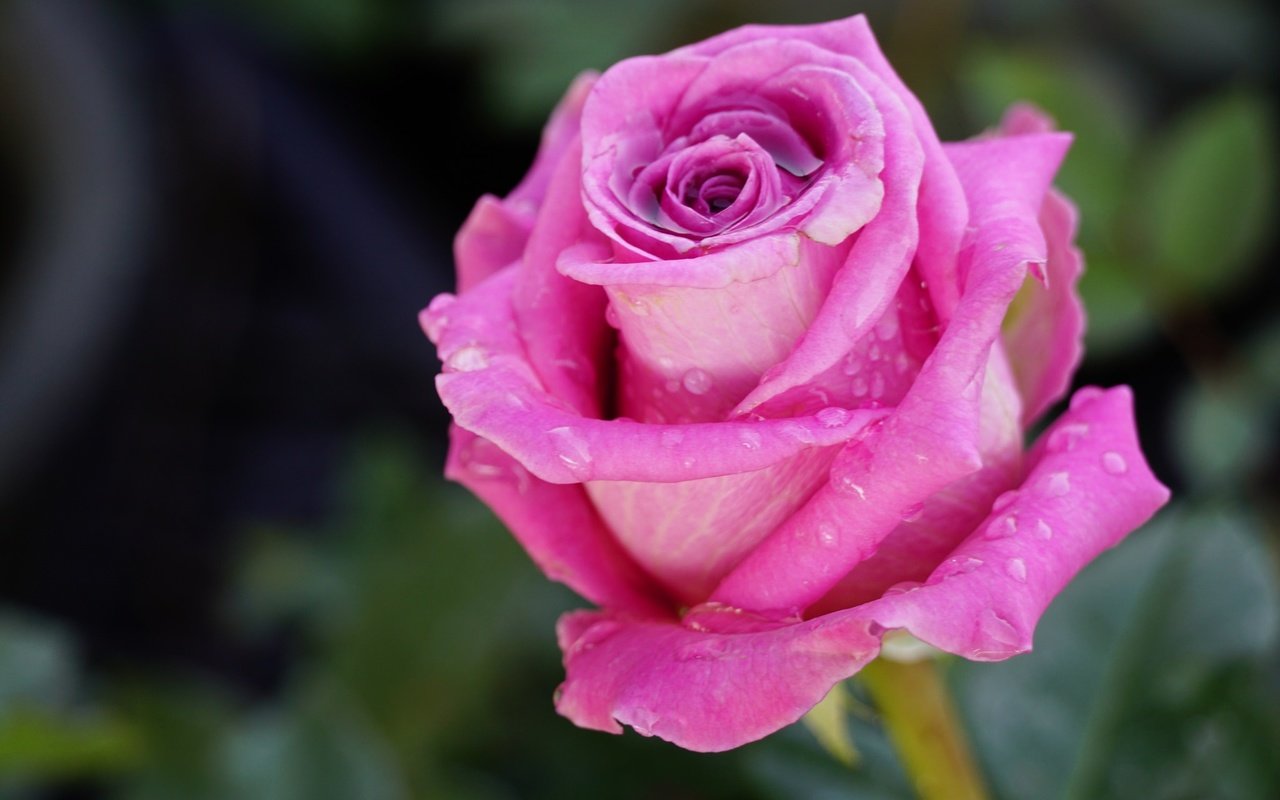 Обои макро, цветок, капли, роза, бутон, macro, flower, drops, rose, bud разрешение 2048x1365 Загрузить