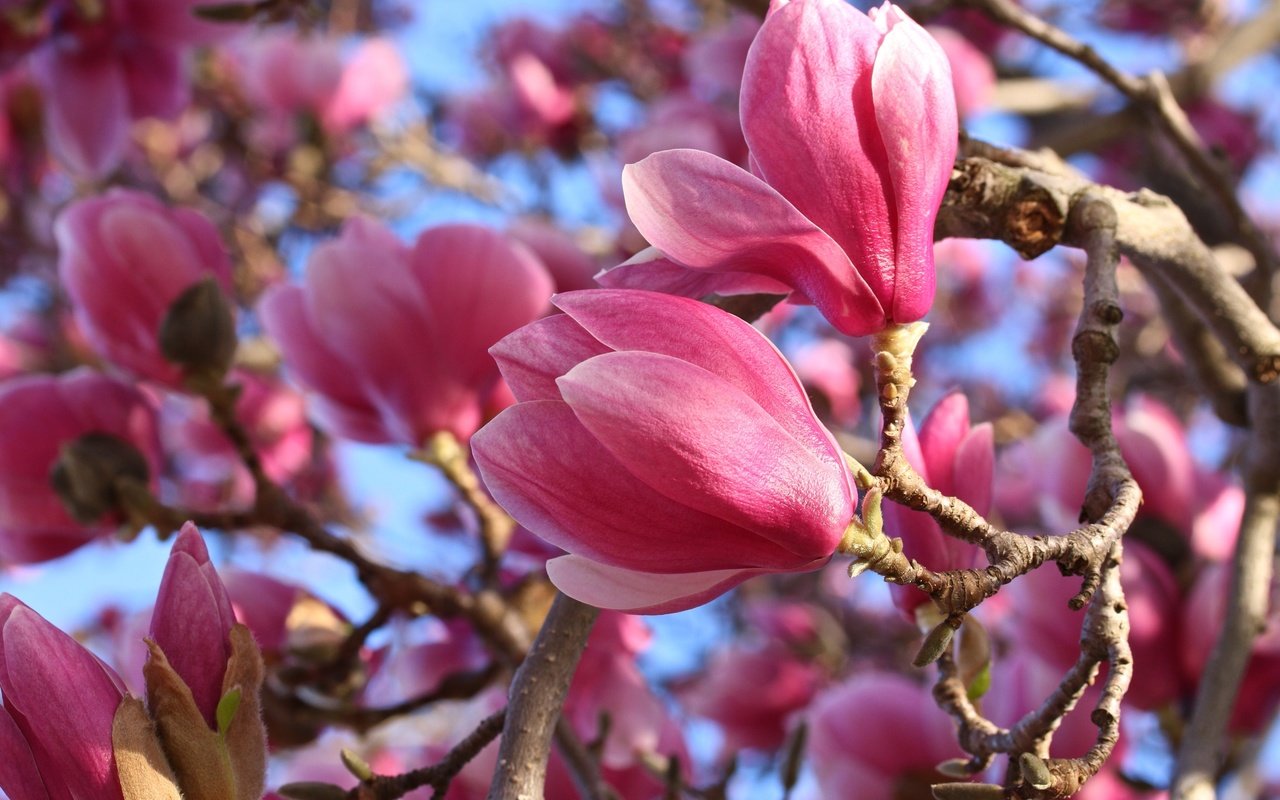 Обои цветение, макро, весна, розовые, магнолия, flowering, macro, spring, pink, magnolia разрешение 3000x2000 Загрузить