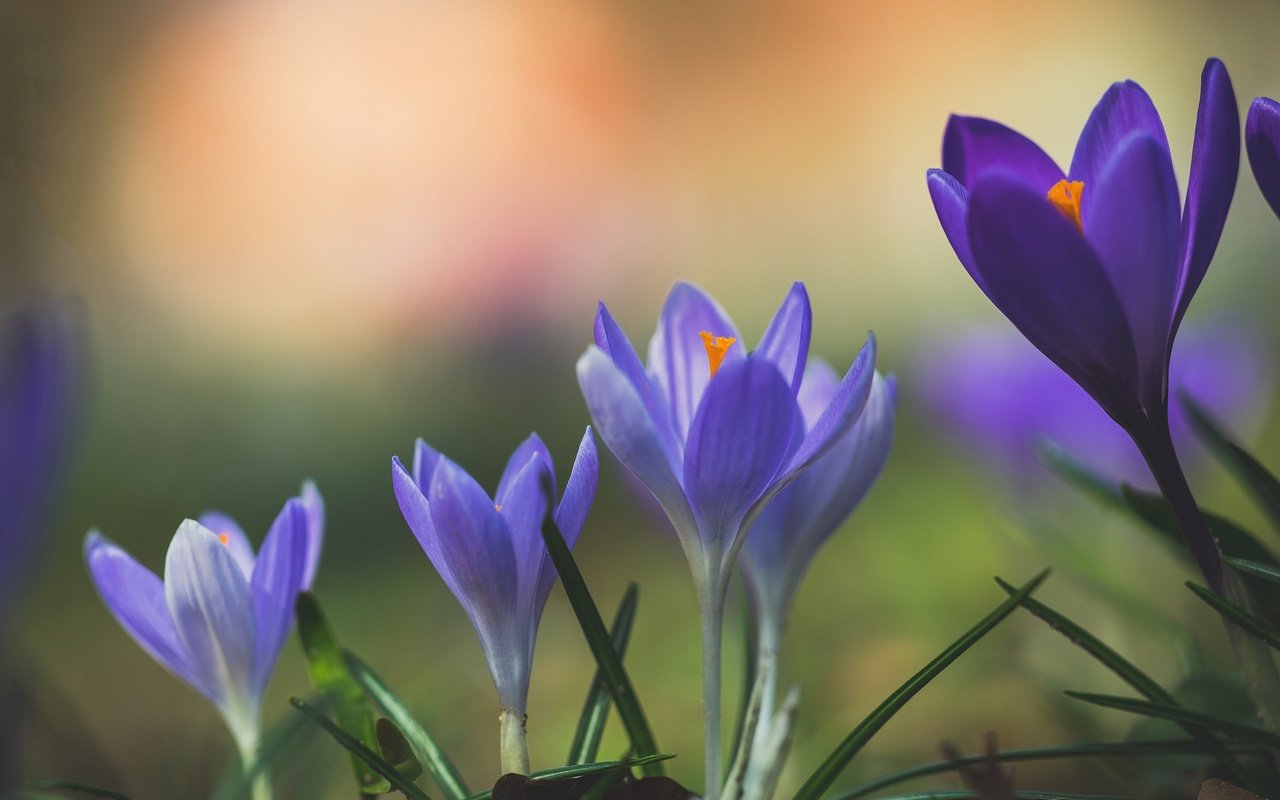 Обои цветы, макро, весна, крокус, flowers, macro, spring, krokus разрешение 2048x1365 Загрузить