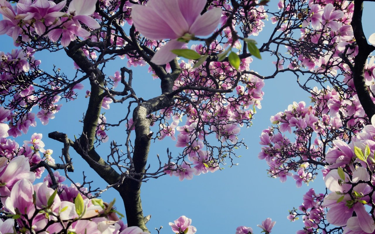 Обои небо, дерево, цветение, весна, магнолия, the sky, tree, flowering, spring, magnolia разрешение 2048x1366 Загрузить