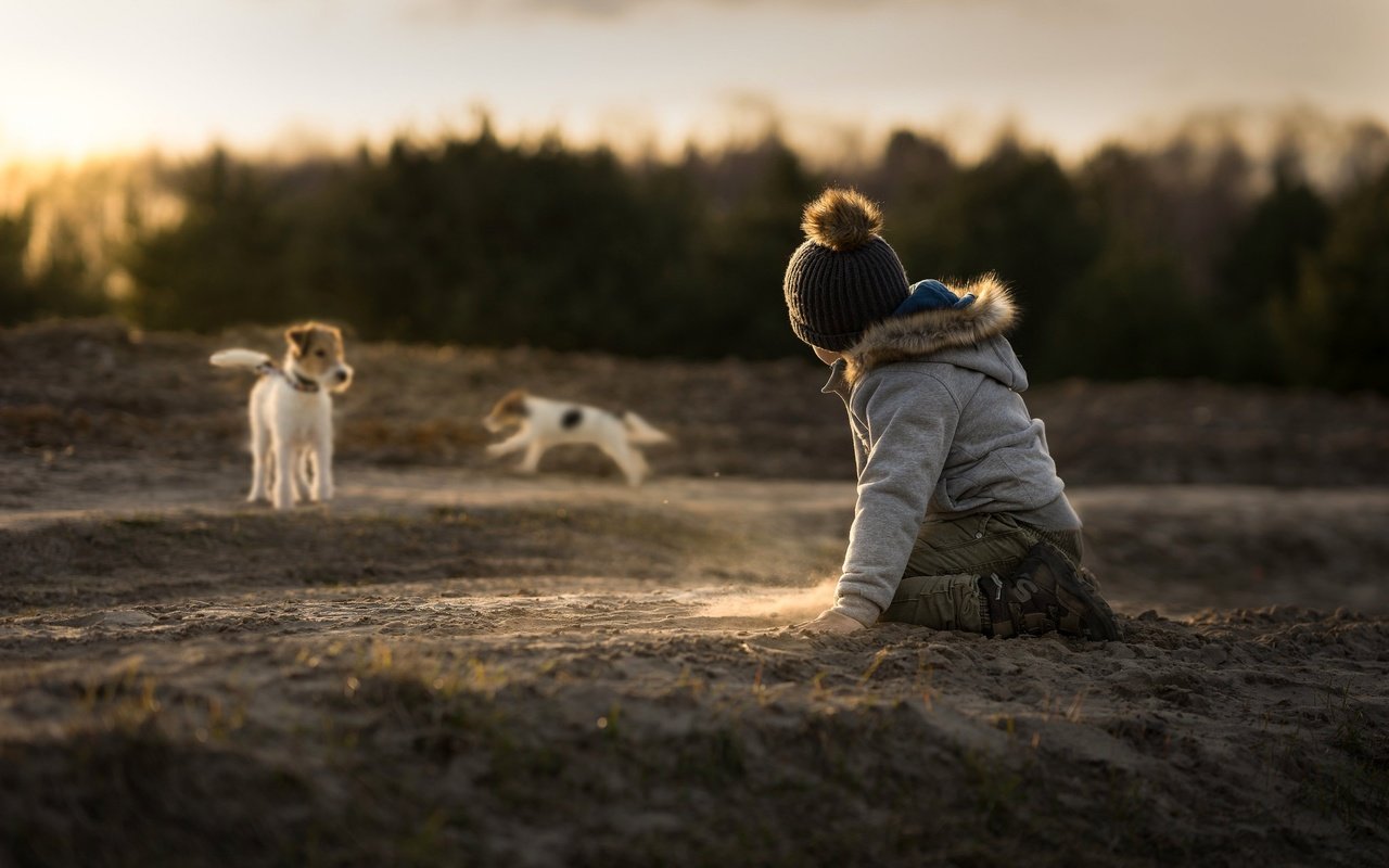 Обои песок, дети, ребенок, мальчик, собаки, джек-рассел-терьер, sand, children, child, boy, dogs, jack russell terrier разрешение 2048x1365 Загрузить