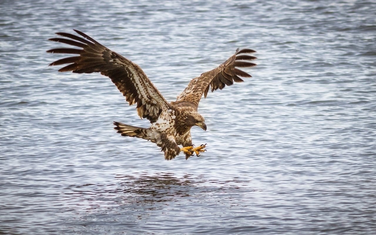 Обои полет, орел, хищник, птица, flight, eagle, predator, bird разрешение 1920x1200 Загрузить