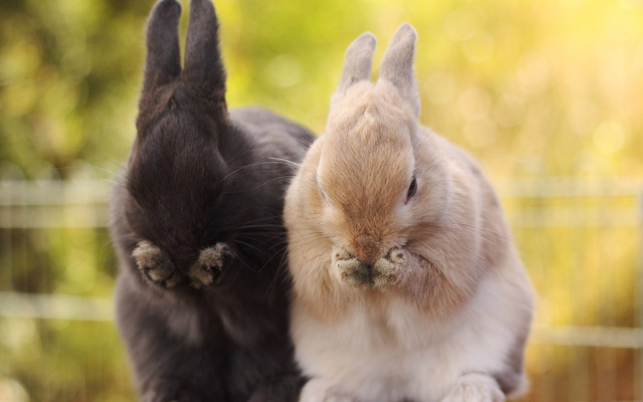 Обои природа, животные, кролики, nature, animals, rabbits разрешение 2048x1365 Загрузить