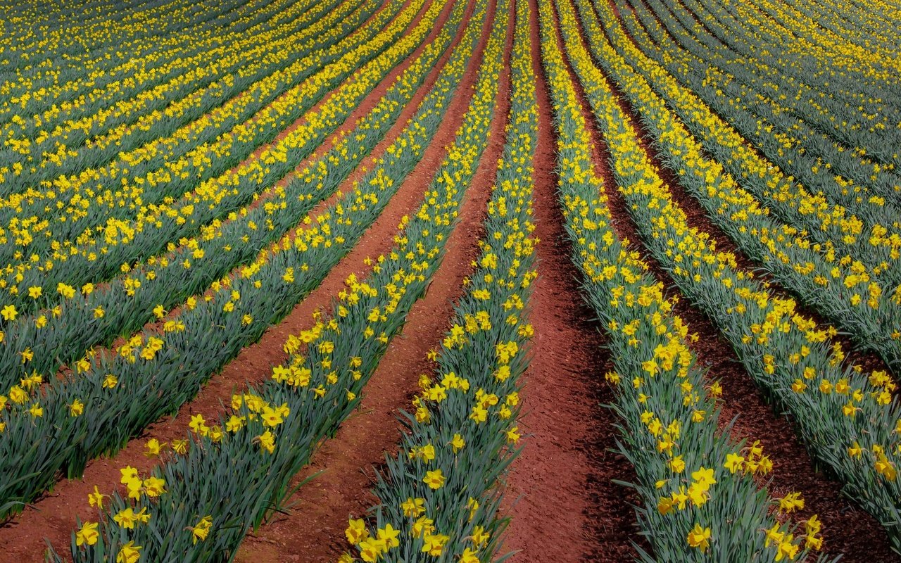 Обои цветы, природа, поле, нарциссы, flowers, nature, field, daffodils разрешение 2048x1310 Загрузить