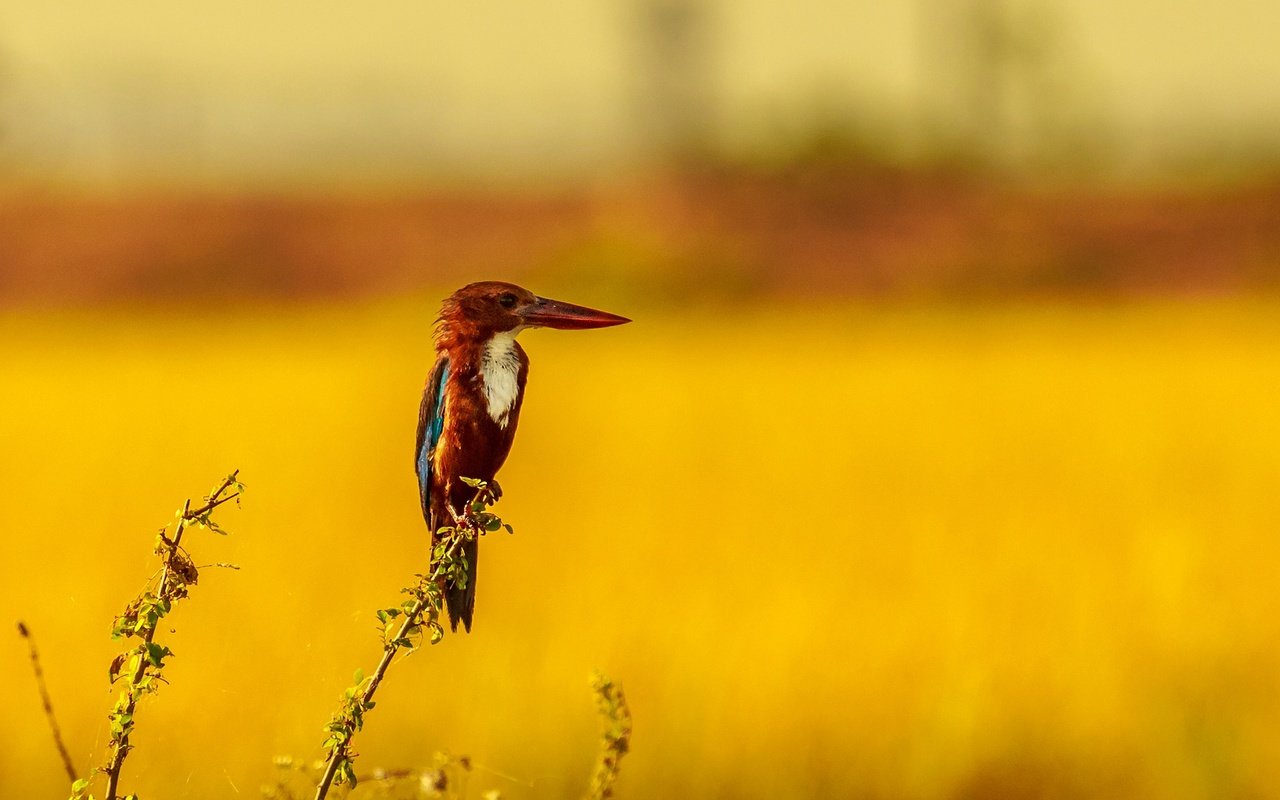 Обои природа, растения, фон, птица, клюв, зимородок, nature, plants, background, bird, beak, kingfisher разрешение 2048x1302 Загрузить