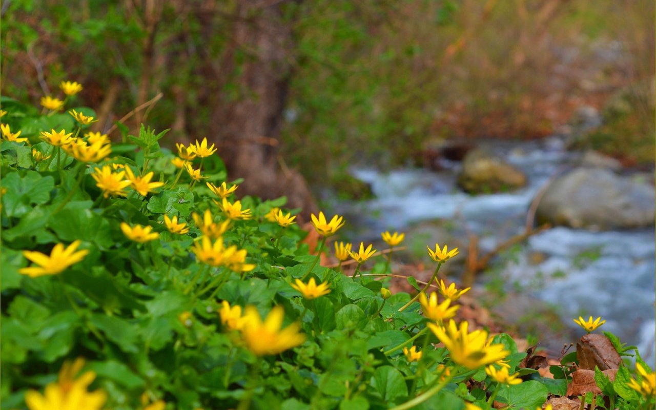 Обои цветы, природа, ручей, весна, лютик, желтые цветы, flowers, nature, stream, spring, buttercup, yellow flowers разрешение 3004x1905 Загрузить