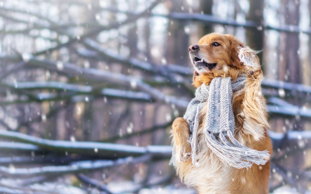 Обои снег, зима, настроение, собака, шарф, стойка, золотистый ретривер, snow, winter, mood, dog, scarf, stand, golden retriever разрешение 4608x3072 Загрузить