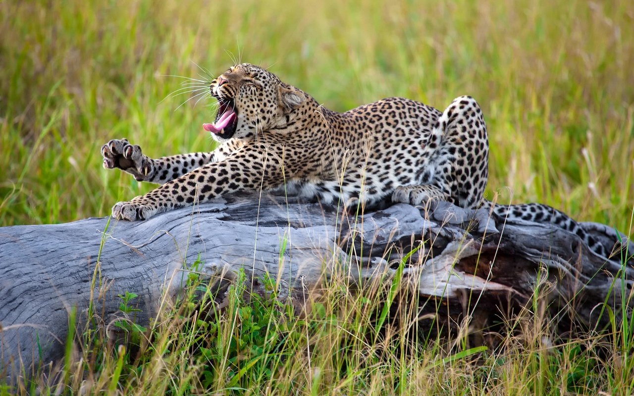 Обои трава, леопард, африка, большая кошка, потягивается, grass, leopard, africa, big cat, stretching разрешение 2500x1667 Загрузить