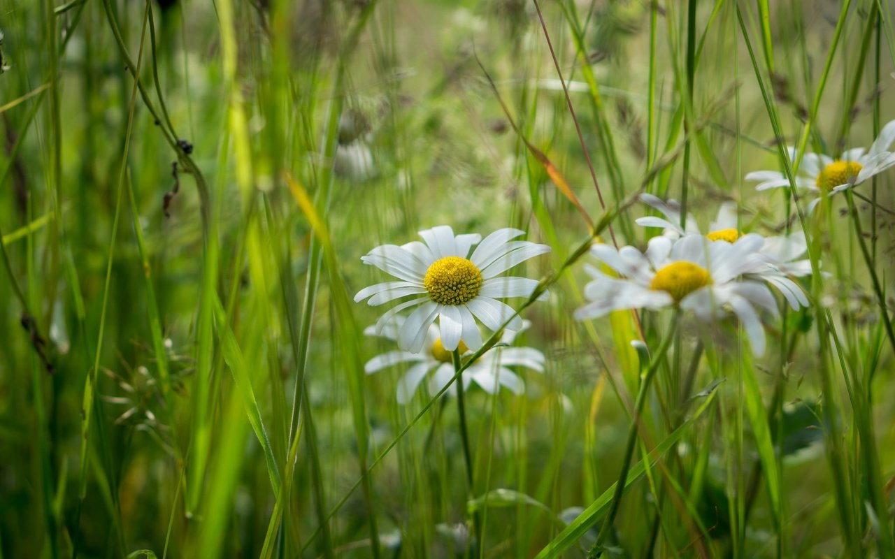 Обои цветы, трава, лето, ромашка, луг, flowers, grass, summer, daisy, meadow разрешение 2048x1365 Загрузить