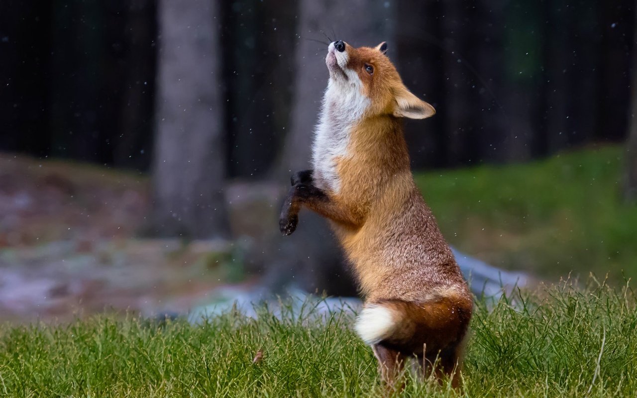 Обои трава, природа, рыжая, лиса, танец, лисица, животное, хвост, лисица лиса, fox fox, grass, nature, red, fox, dance, animal, tail разрешение 2000x1500 Загрузить