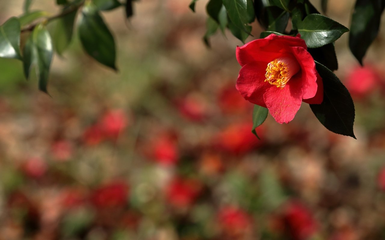 Обои ветка, природа, фон, цветок, красная, камелия, branch, nature, background, flower, red, camellia разрешение 2400x1600 Загрузить