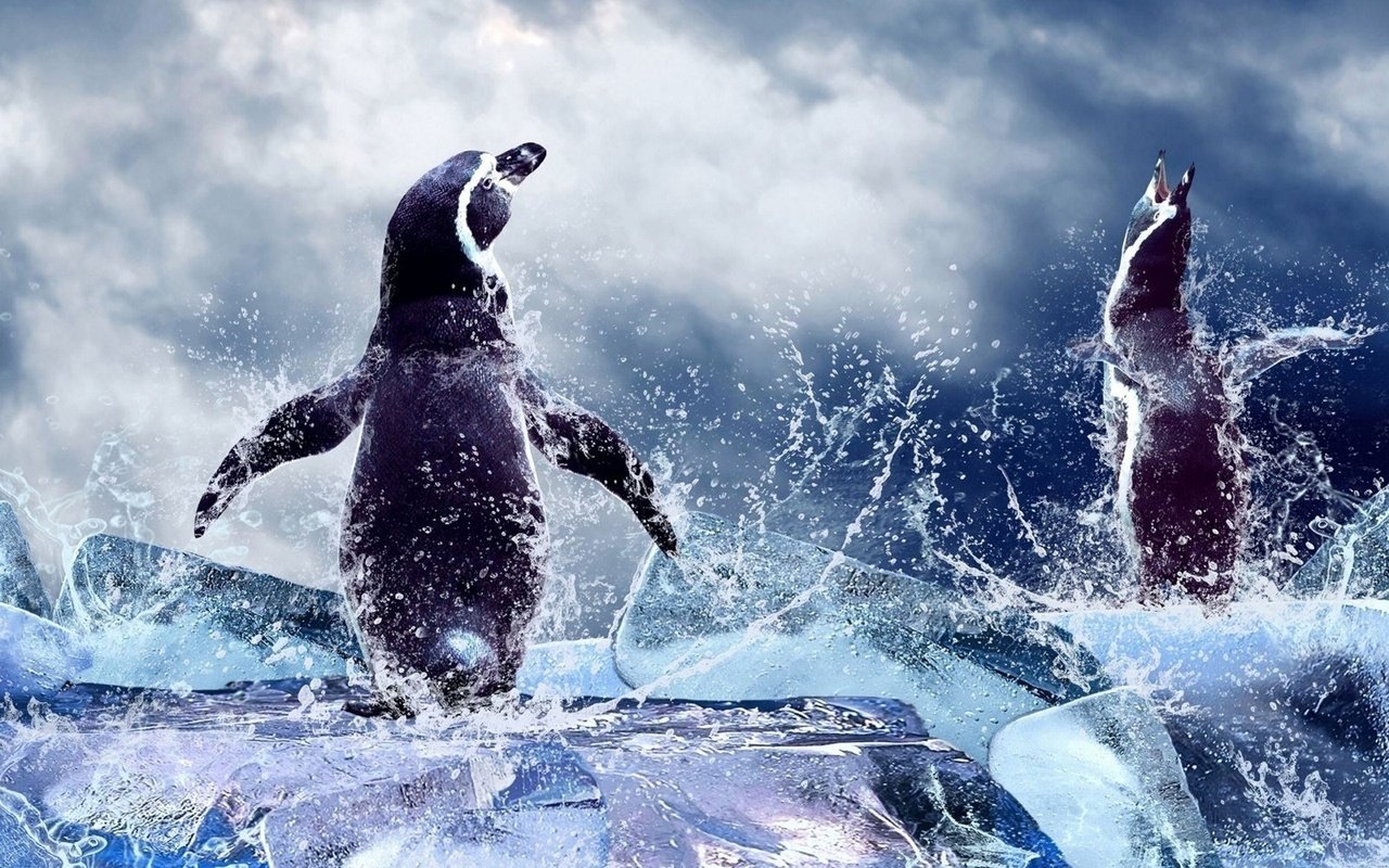 Обои вода, море, лёд, птицы, пингвины, water, sea, ice, birds, penguins разрешение 1920x1440 Загрузить