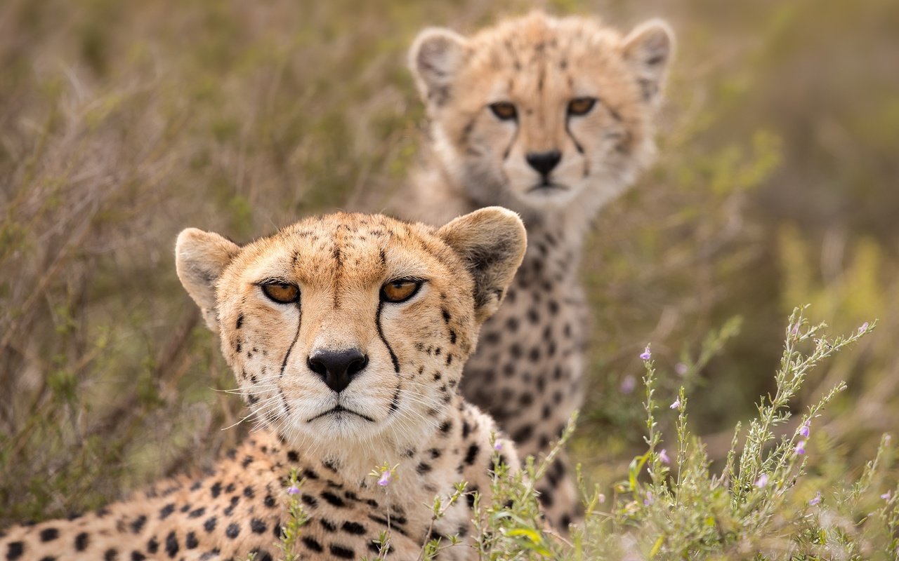 Обои взгляд, гепард, дикая кошка, детеныш, гепарды, look, cheetah, wild cat, cub, cheetahs разрешение 2000x1414 Загрузить