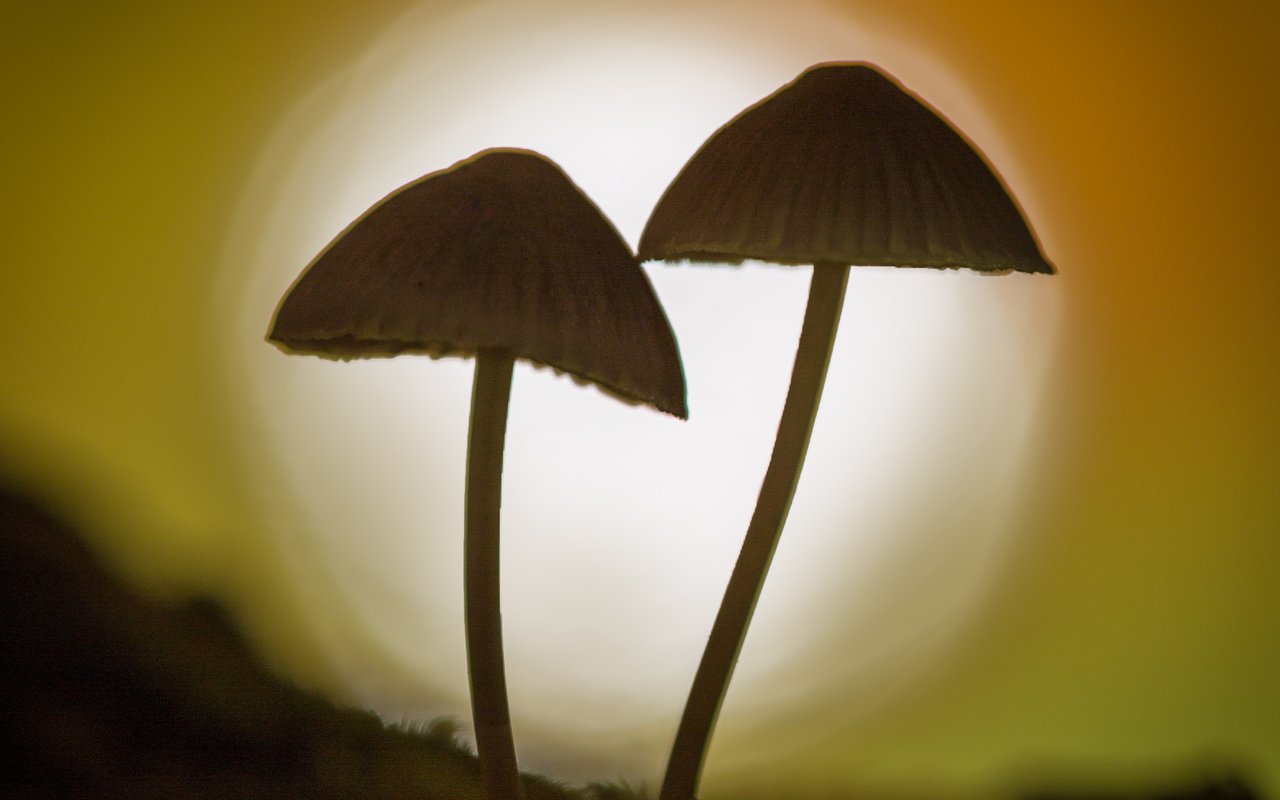 Обои природа, фон, грибы, гриб, силуэт, боке, sophiaspurgin, nature, background, mushrooms, mushroom, silhouette, bokeh разрешение 3134x3134 Загрузить