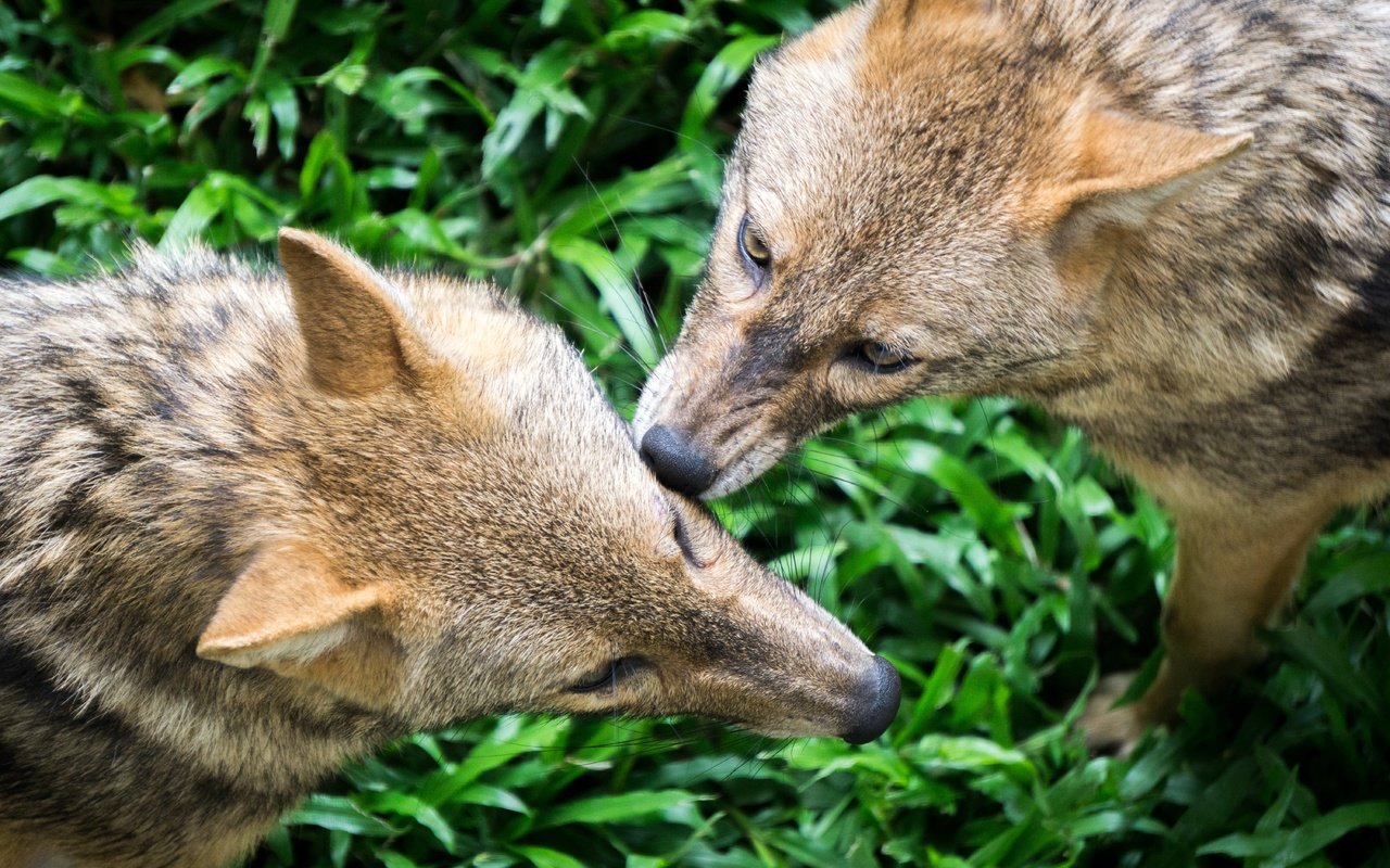 Обои трава, природа, хищник, волки, волк, grass, nature, predator, wolves, wolf разрешение 6000x4000 Загрузить