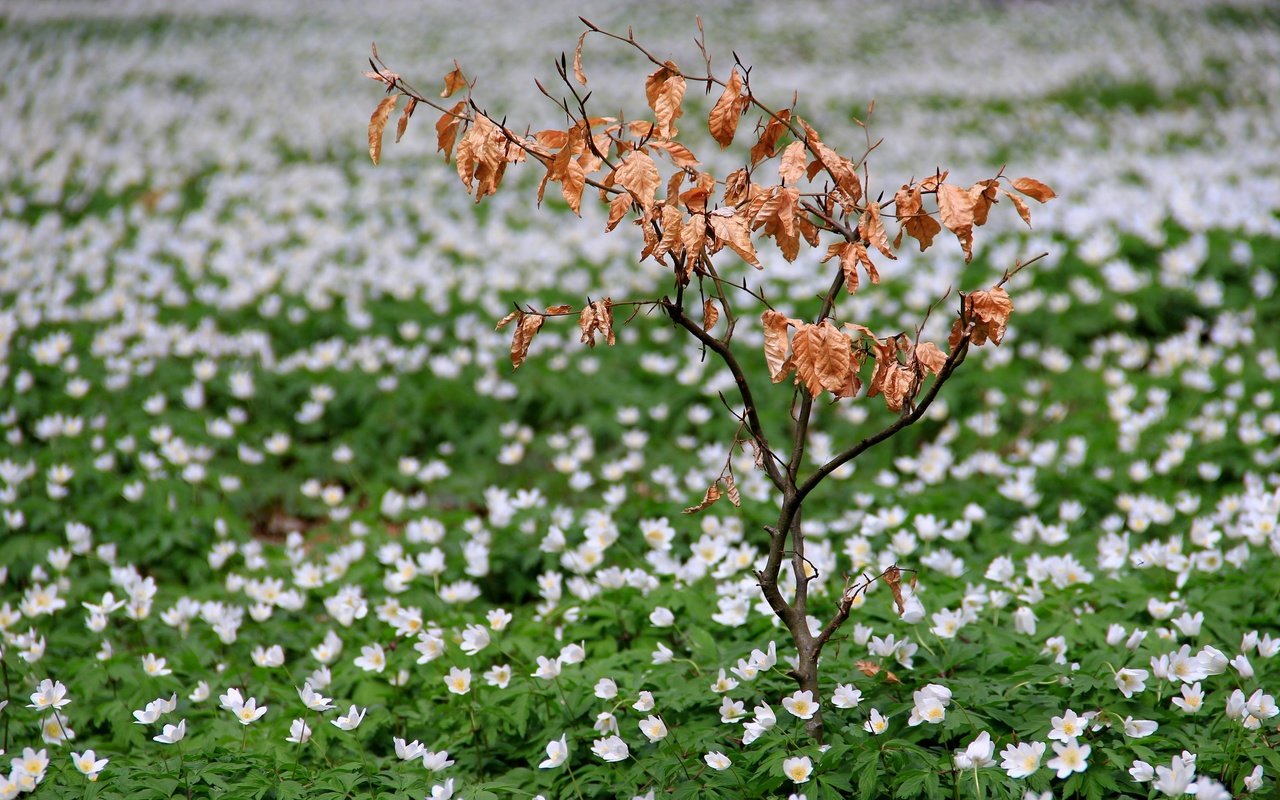 Обои цветы, природа, поле, весна, куст, flowers, nature, field, spring, bush разрешение 2560x1599 Загрузить