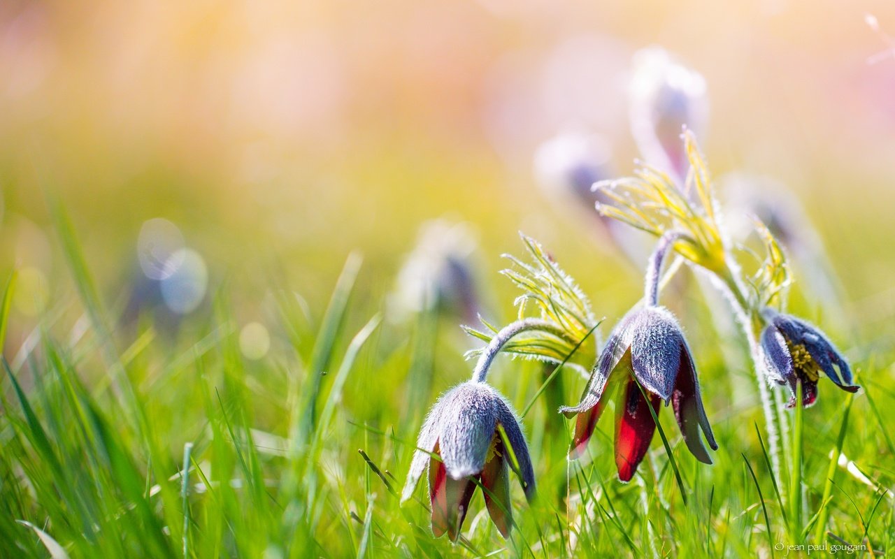 Обои цветы, трава, природа, лето, размытость, сон-трава, прострел, flowers, grass, nature, summer, blur, sleep-grass, cross разрешение 3742x2313 Загрузить