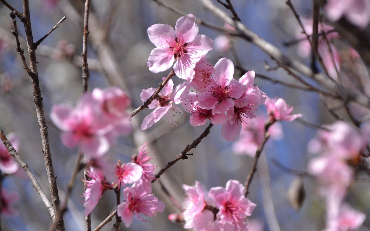 Обои цветы, цветение, ветки, весна, розовые, flowers, flowering, branches, spring, pink разрешение 2304x1536 Загрузить