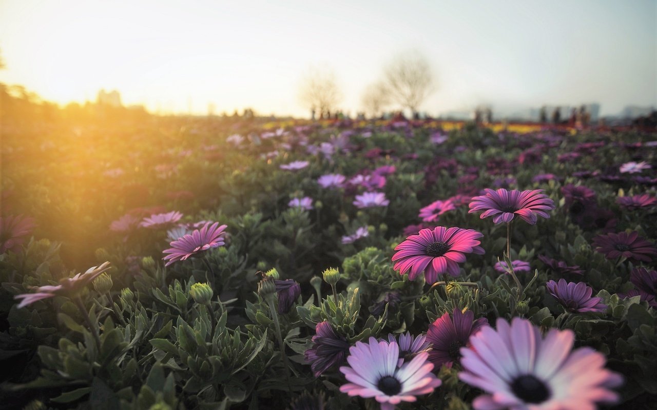 Обои цветы, утро, поле, герберы, flowers, morning, field, gerbera разрешение 2560x1707 Загрузить