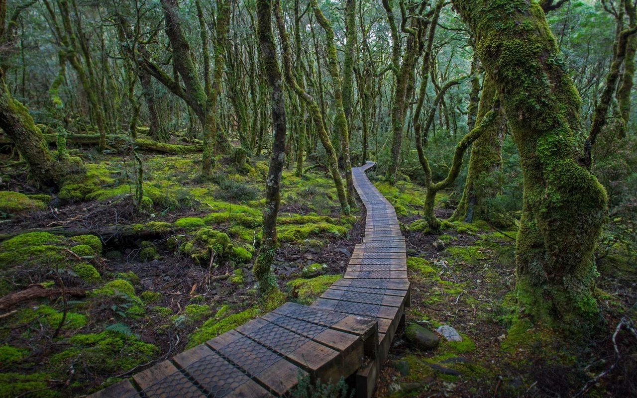 Дождевые леса Тасмании