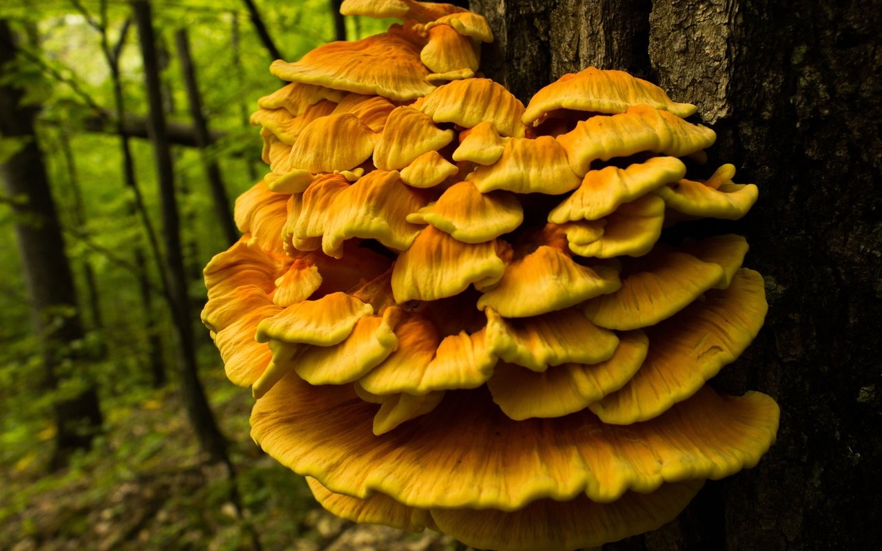 Обои природа, дерево, лес, грибы, ствол, трутовик серно-жёлтый, nature, tree, forest, mushrooms, trunk, trutovik sulfur-yellow разрешение 3840x2560 Загрузить