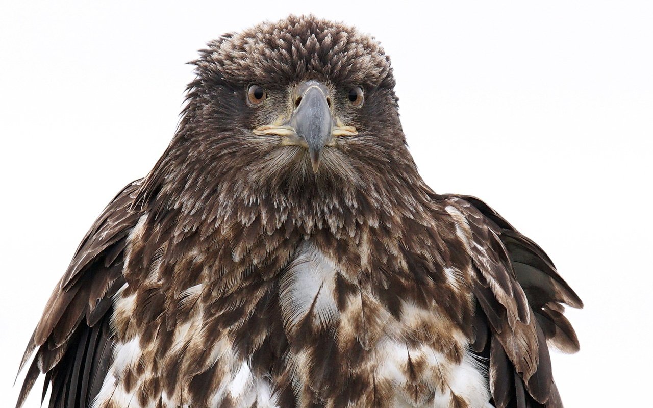 Обои фон, орел, птица, клюв, перья, белоголовый орлан, background, eagle, bird, beak, feathers, bald eagle разрешение 1920x1080 Загрузить