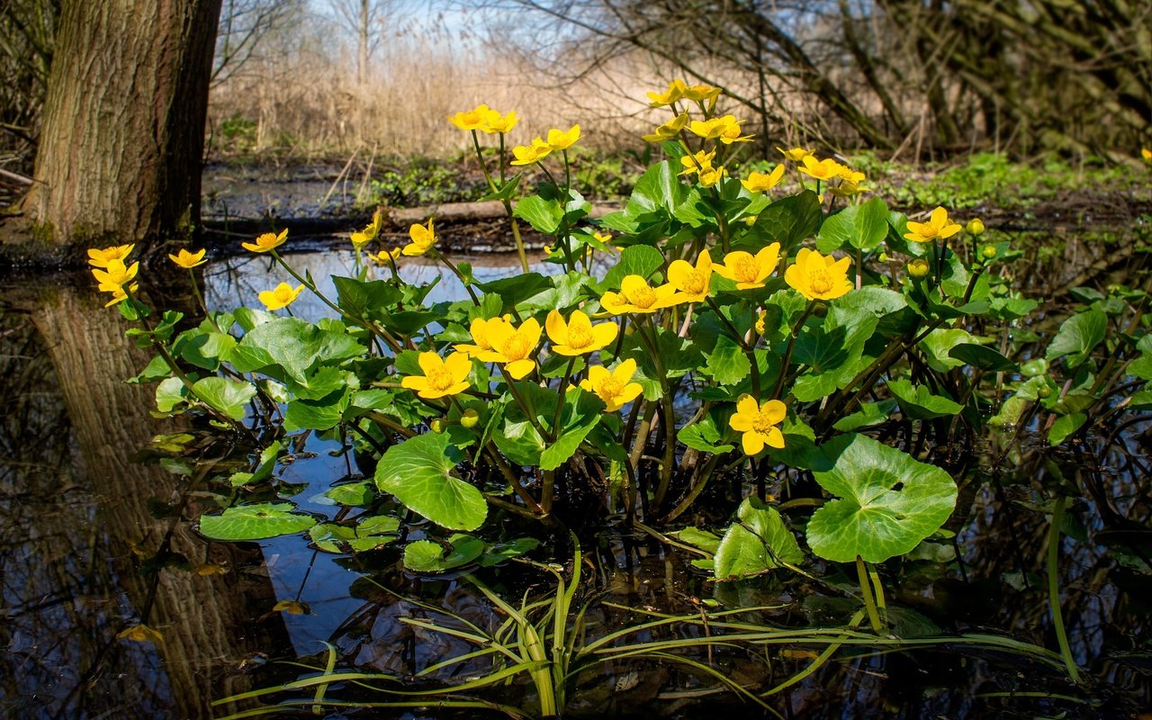 Обои цветы, природа, болото, фон, калужница, flowers, nature, swamp, background, marigold разрешение 3000x2250 Загрузить