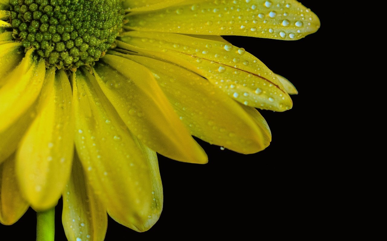 Обои желтый, макро, цветок, капли, лепестки, черный фон, yellow, macro, flower, drops, petals, black background разрешение 3591x3345 Загрузить