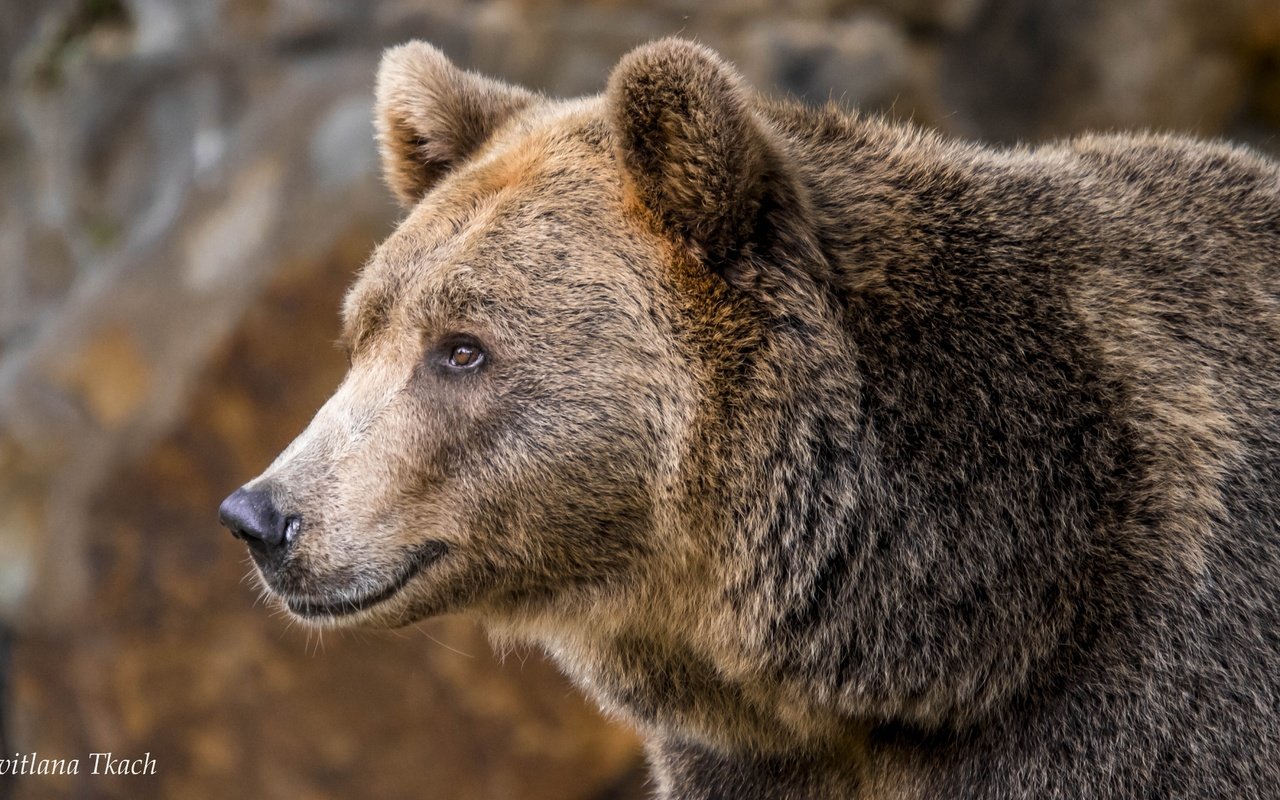 Обои морда, портрет, взгляд, медведь, бурый медведь, face, portrait, look, bear, brown bear разрешение 5068x2851 Загрузить