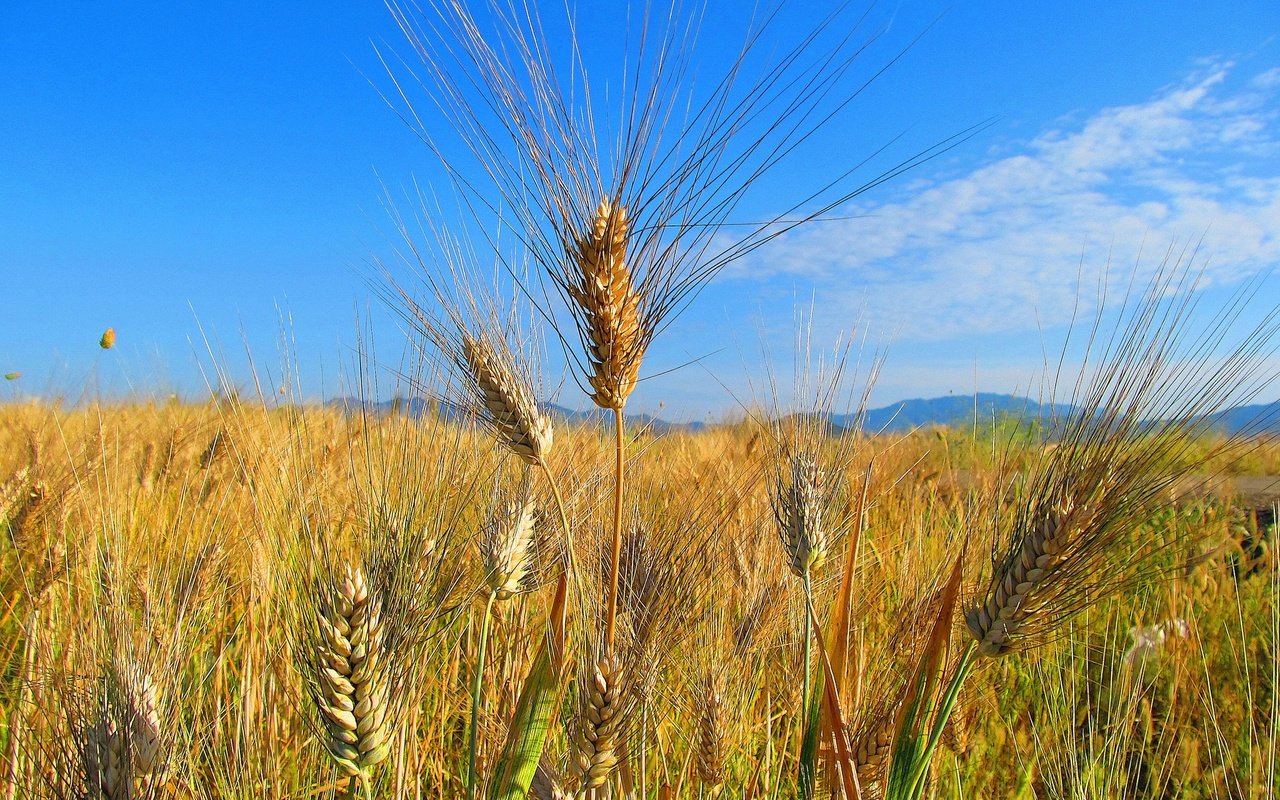 Обои небо, облака, природа, поле, колосья, пшеница, the sky, clouds, nature, field, ears, wheat разрешение 2048x1380 Загрузить