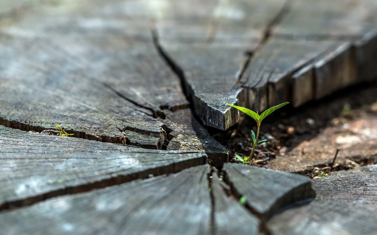 Обои природа, дерево, листья, росток, пень, nature, tree, leaves, rostock, stump разрешение 2981x1677 Загрузить