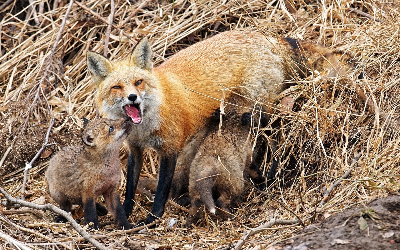 Обои природа, фон, лисица, лисята, лисы, nature, background, fox, cubs разрешение 2048x1365 Загрузить