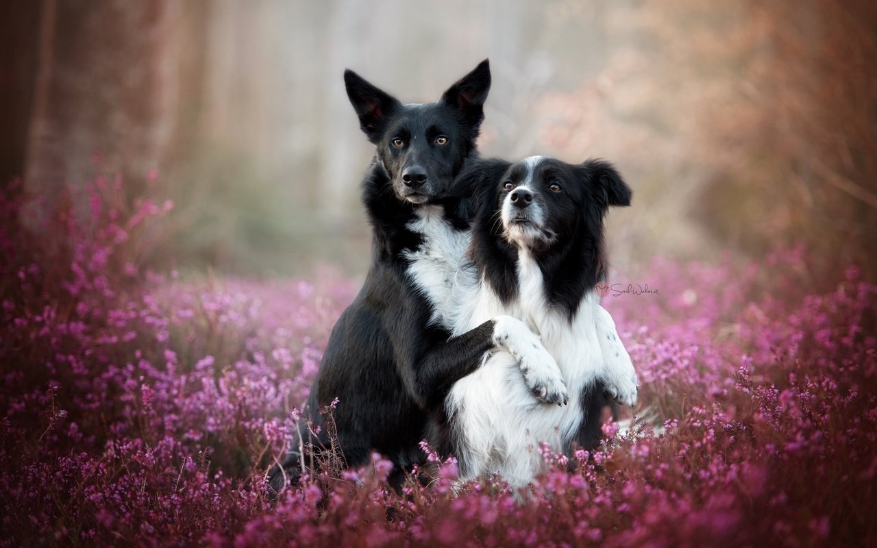 Обои цветы, природа, фон, собаки, овчарка, вереск, бордер-колли, flowers, nature, background, dogs, shepherd, heather, the border collie разрешение 2048x1367 Загрузить