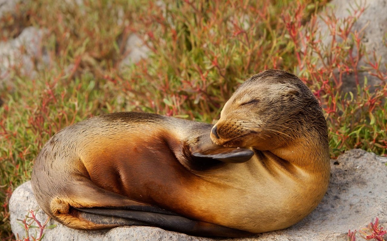 Обои природа, тюлень, морской лев, галапагосские острова, эквадор, nature, seal, sea lion, the galapagos islands, ecuador разрешение 1920x1080 Загрузить