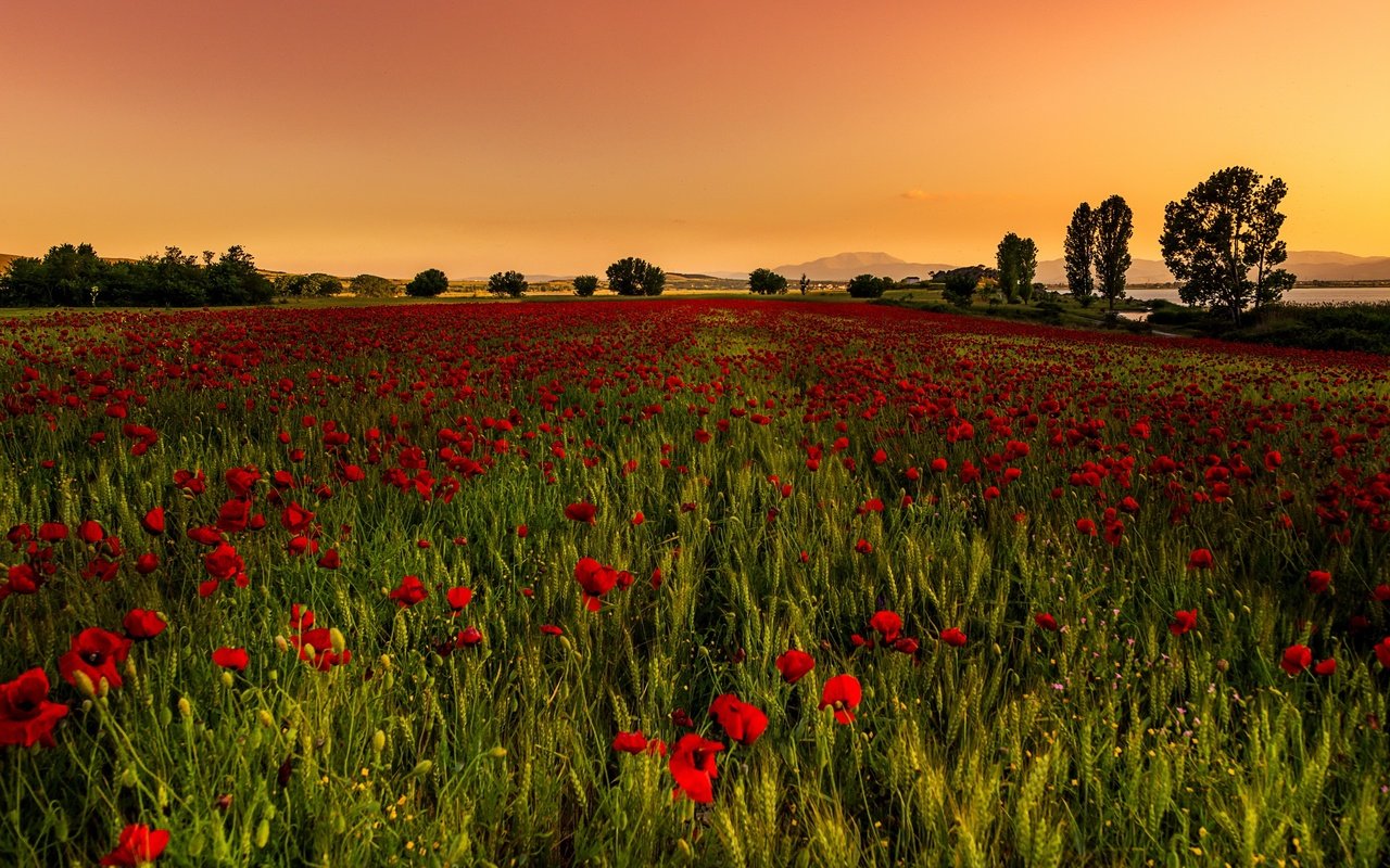 Обои небо, маки, цветы, деревья, холмы, природа, закат, пейзаж, поле, the sky, maki, flowers, trees, hills, nature, sunset, landscape, field разрешение 2560x1653 Загрузить