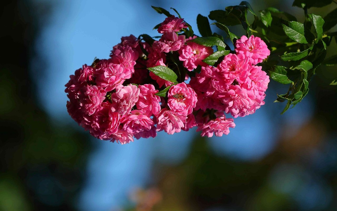 Обои цветы, ветка, макро, шиповник, цветки, flowers, branch, macro, briar разрешение 2048x1489 Загрузить