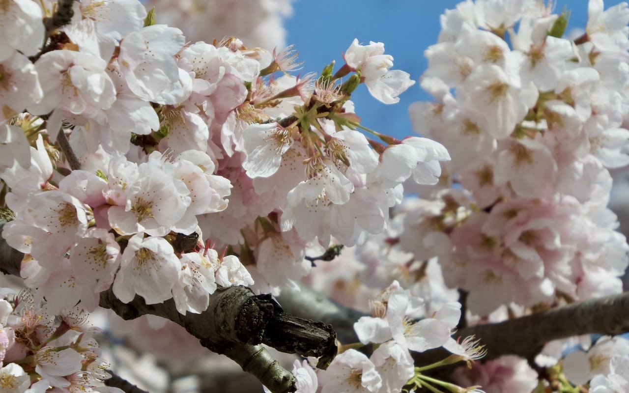 Обои цветение, ветки, весна, сакура, flowering, branches, spring, sakura разрешение 2048x1536 Загрузить