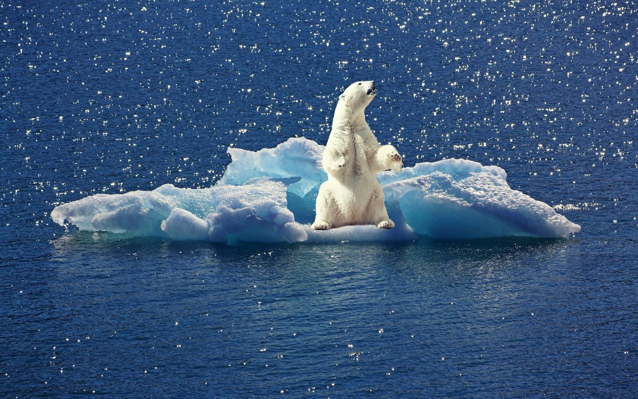 Обои вода, полярный медведь, белый медведь, льдина, water, polar bear, floe разрешение 3888x2592 Загрузить