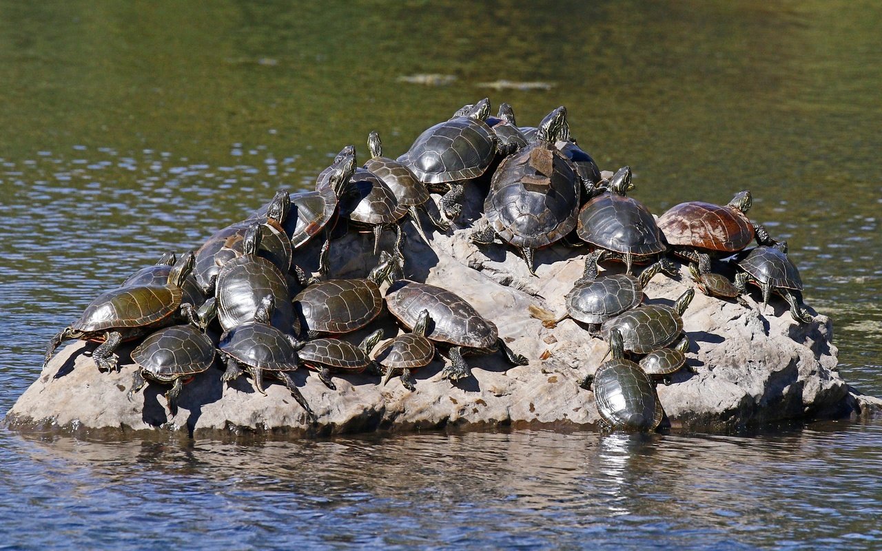 Обои вода, природа, черепаха, камень, черепахи, пресмыкающиеся, water, nature, turtle, stone, turtles, reptiles разрешение 2048x1365 Загрузить