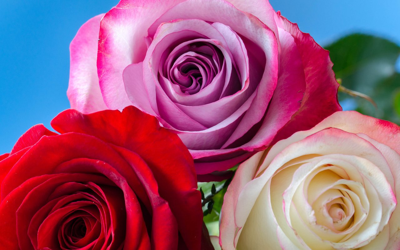 Обои цветы, бутоны, розы, букет, flowers, buds, roses, bouquet разрешение 2048x1356 Загрузить